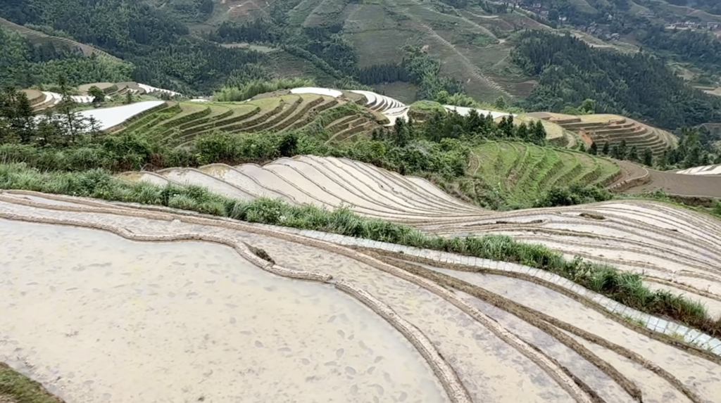 rice terraces 